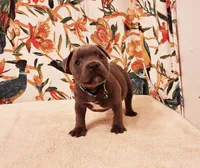 Cannon , a male Staffordshire Bull Terrier for sale in Atlanta, GA – 5 of 9