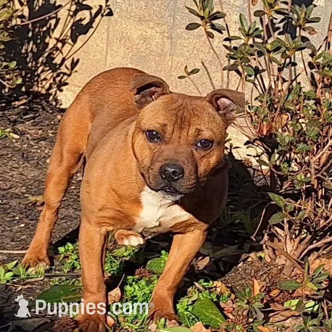 Chase, a male Staffordshire Bull Terrier for sale in Atlanta, GA – Photo 4 of 5