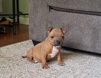 Chase, a male Staffordshire Bull Terrier for sale in Atlanta, GA – Photo 1 of 7