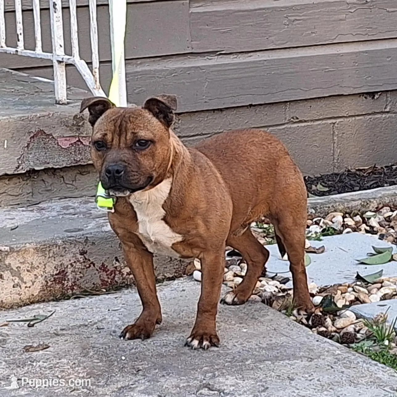Chase, a male Staffordshire Bull Terrier for sale in Atlanta, GA – Photo 5 of 5