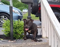 Chase, a male Staffordshire Bull Terrier for sale in Atlanta, GA – Photo 7 of 7