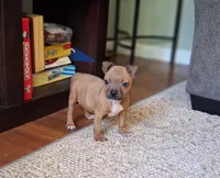 Chase, a male Staffordshire Bull Terrier for sale in Atlanta, GA – Photo 4 of 7