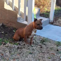 Chase, a male Staffordshire Bull Terrier for sale in Atlanta, GA – Photo 1 of 5