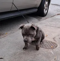 Staffy, a female Staffordshire Bull Terrier for sale in Atlanta, GA – Photo 7 of 8