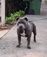 Staffy, a female Staffordshire Bull Terrier for sale in Atlanta, GA – Photo 8 of 8