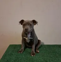 Staffy, a female Staffordshire Bull Terrier for sale in Atlanta, GA – Photo 2 of 8