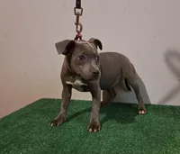 Staffy, a female Staffordshire Bull Terrier for sale in Atlanta, GA – Photo 4 of 8