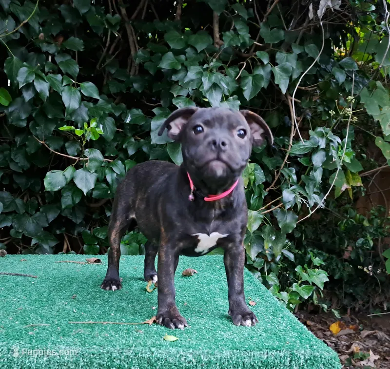 Staffy, a female Staffordshire Bull Terrier for sale in Atlanta, GA – Photo 1 of 8