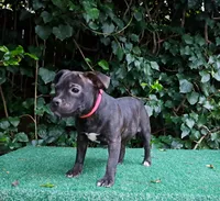 Staffy, a female Staffordshire Bull Terrier for sale in Atlanta, GA – Photo 3 of 8