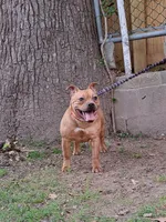 Staffy, a female Staffordshire Bull Terrier for sale in Atlanta, GA – Photo 6 of 8