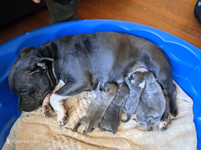 Staffy, a male Staffordshire Bull Terrier for sale in Atlanta, GA – Photo 1 of 7