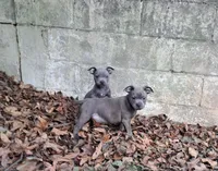 Staffy, a male Staffordshire Bull Terrier for sale in Atlanta, GA – Photo 5 of 7