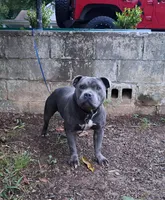 Staffy, a male Staffordshire Bull Terrier for sale in Atlanta, GA – Photo 3 of 7