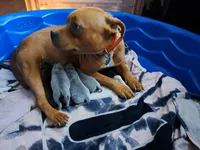 Staffy, a male Staffordshire Bull Terrier for sale in Atlanta, GA – Photo 4 of 7