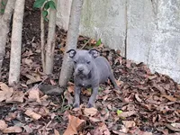 Staffy, a male Staffordshire Bull Terrier for sale in Atlanta, GA – Photo 6 of 7
