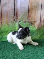 fluffy Isabella carriers, a female French Bulldog for sale in Atlanta, GA – Photo 5 of 10