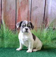 fluffy Isabella carriers, a female French Bulldog for sale in Atlanta, GA – Photo 7 of 10