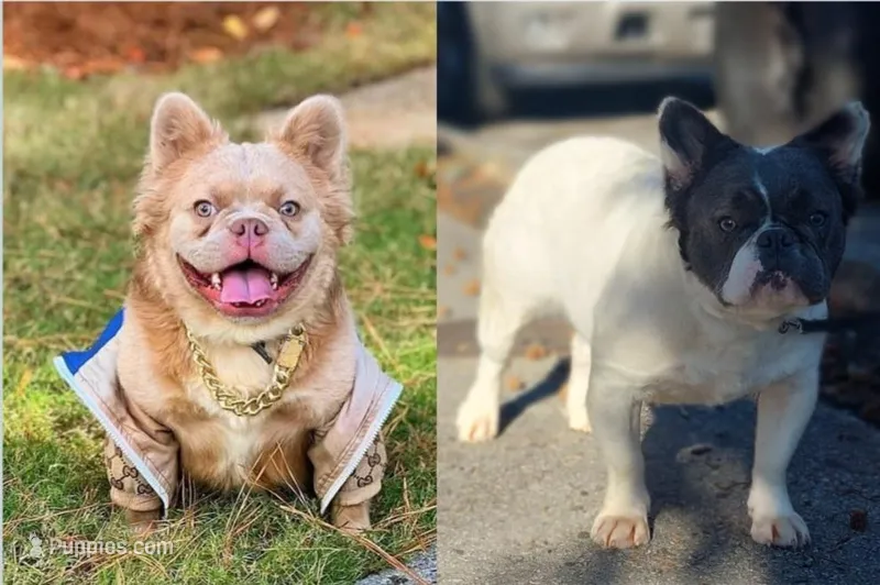 fluffy Isabella carriers, a female French Bulldog for sale in Atlanta, GA – Photo 1 of 10