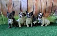 fluffy Isabella carriers, a female French Bulldog for sale in Atlanta, GA – Photo 2 of 10