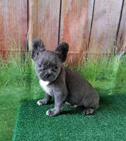 fluffy Isabella carriers, a female French Bulldog for sale in Atlanta, GA – Photo 4 of 10