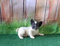 fluffy Isabella carriers, a female French Bulldog for sale in Atlanta, GA – Photo 6 of 10