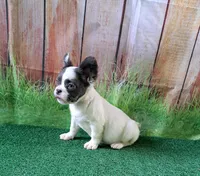 fluffy Isabella carriers, a female French Bulldog for sale in Atlanta, GA – Photo 10 of 10