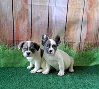 fluffy Isabella carriers, a female French Bulldog for sale in Atlanta, GA – Photo 8 of 10