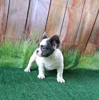 fluffy Isabella carriers, a female French Bulldog for sale in Atlanta, GA – Photo 9 of 10
