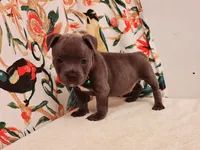Cannon , a male Staffordshire Bull Terrier for sale in Atlanta, GA – 3 of 9