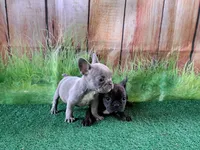 Isabella fluffy carriers, a female French Bulldog for sale in Atlanta, GA – Photo 7 of 10