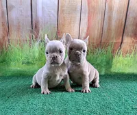 Isabella fluffy carriers, a female French Bulldog for sale in Atlanta, GA – Photo 10 of 10