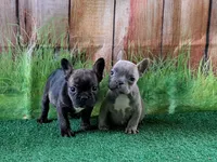 Isabella fluffy carriers, a female French Bulldog for sale in Atlanta, GA – Photo 2 of 10