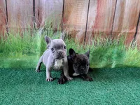 Isabella fluffy carriers, a female French Bulldog for sale in Atlanta, GA – Photo 6 of 10