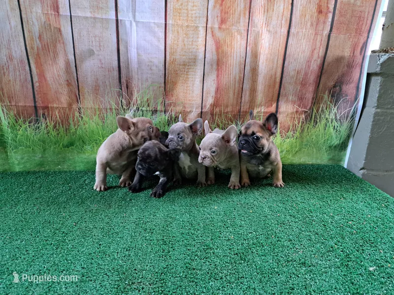 Isabella fluffy carriers