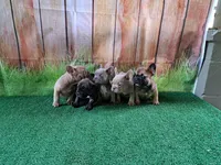 Isabella fluffy carriers, a female French Bulldog for sale in Atlanta, GA – Photo 1 of 10