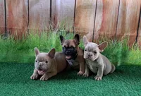 Isabella fluffy carriers, a female French Bulldog for sale in Atlanta, GA – Photo 9 of 10