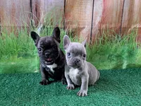 Isabella fluffy carriers, a female French Bulldog for sale in Atlanta, GA – Photo 5 of 10