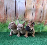 Isabella fluffy carriers, a female French Bulldog for sale in Atlanta, GA – Photo 8 of 10