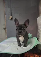 Elsa, a female French Bulldog for sale in Atlanta, GA – Photo 1 of 4