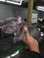 Elsa, a female French Bulldog for sale in Atlanta, GA – Photo 3 of 4