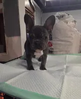 Elsa, a female French Bulldog for sale in Atlanta, GA – Photo 2 of 4