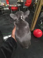 Elsa, a female French Bulldog for sale in Atlanta, GA – Photo 4 of 4