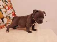 Cannon , a male Staffordshire Bull Terrier for sale in Atlanta, GA – 7 of 9