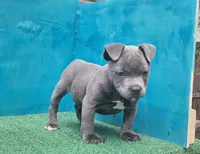 Cannon , a male Staffordshire Bull Terrier for sale in Atlanta, GA – 9 of 9