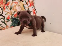 Cannon , a male Staffordshire Bull Terrier for sale in Atlanta, GA – 4 of 9
