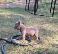Mini, a female French Bulldog for sale in Atlanta, GA – 4 of 4