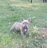 Mini, a female French Bulldog for sale in Atlanta, GA – 2 of 4