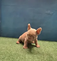 Mini, a female French Bulldog for sale in Atlanta, GA – Photo 3 of 5