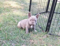 Mini, a female French Bulldog for sale in Atlanta, GA – 3 of 4