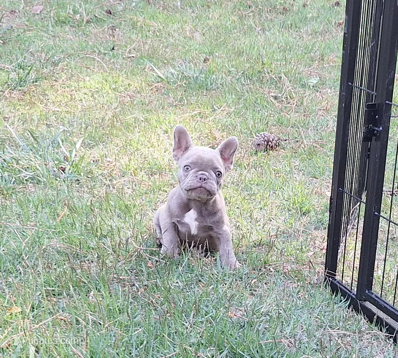 Mini – French Bulldog puppy for sale in Atlanta, GA